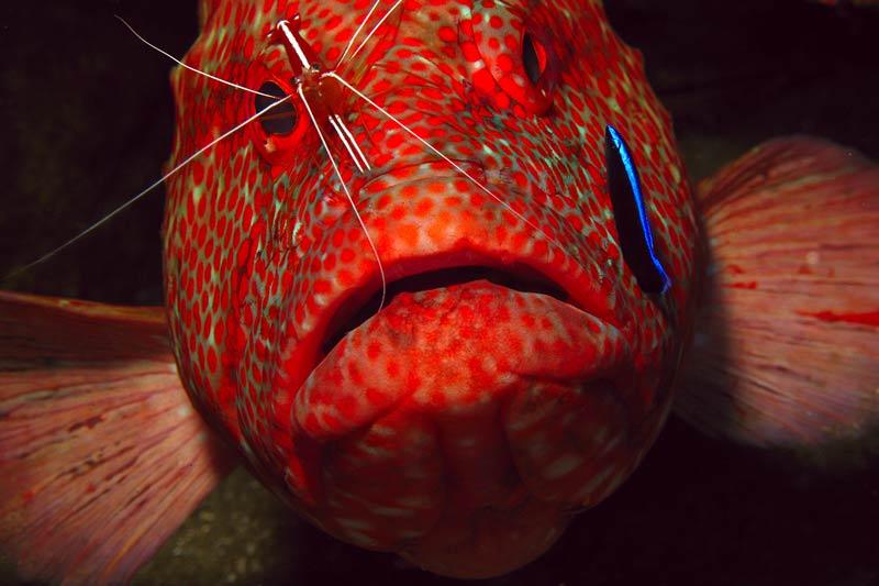 Grouper with cleaner shrimp and wrasse